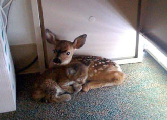 Bobcat and Fawn cuddle together