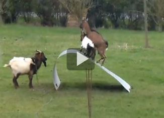 You have never seen goats balance like this, all while having a blast