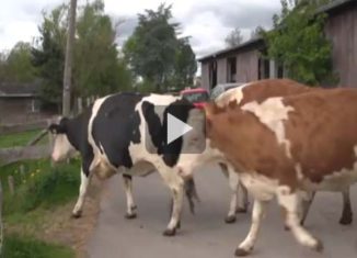Cows saved from the slaughterhouse are release back into the open, see their happiness