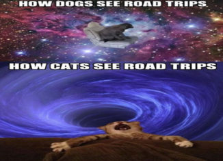 How cats and dogs see road trips (LOL! so true)