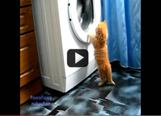 Cute kitten and a magic washing machine