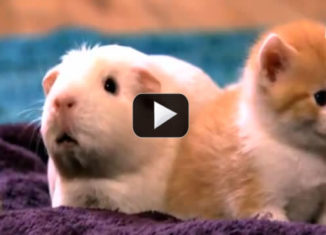 Kittens make friends with Guinea Pig