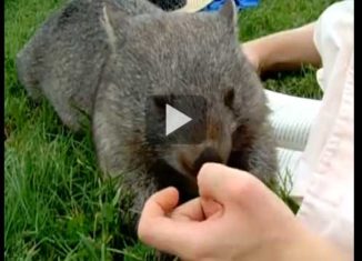 Man gets overly attached to adorable baby Wombat