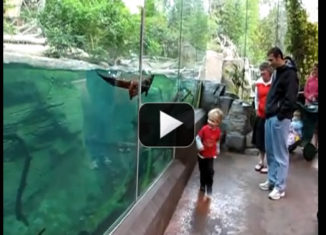Otter in zoo plays with little kid