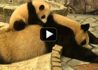 Panda baby on her very patient mom