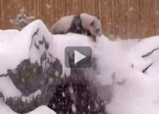 Panda has a blast on the snow at a Zoo