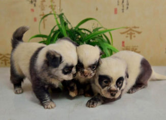 Panda puppies