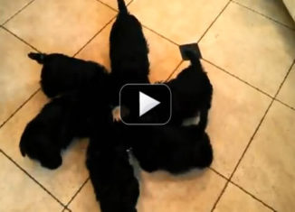 Spinning puppies