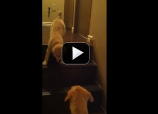 Pup teaches puppy how to get downstairs