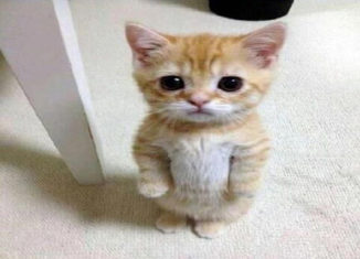 Super cute kitten, looks like Puss in Boots Jr.
