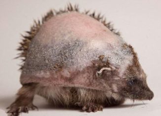 After falling down the drain, Vera the hedgehog gets treated for chemical burns caused by cleaning agents