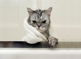 This is how a cat looks right after taking a bath